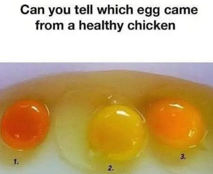 How to Tell If an Egg Came from a Healthy Chicken: 6 Signs of Superior Quality