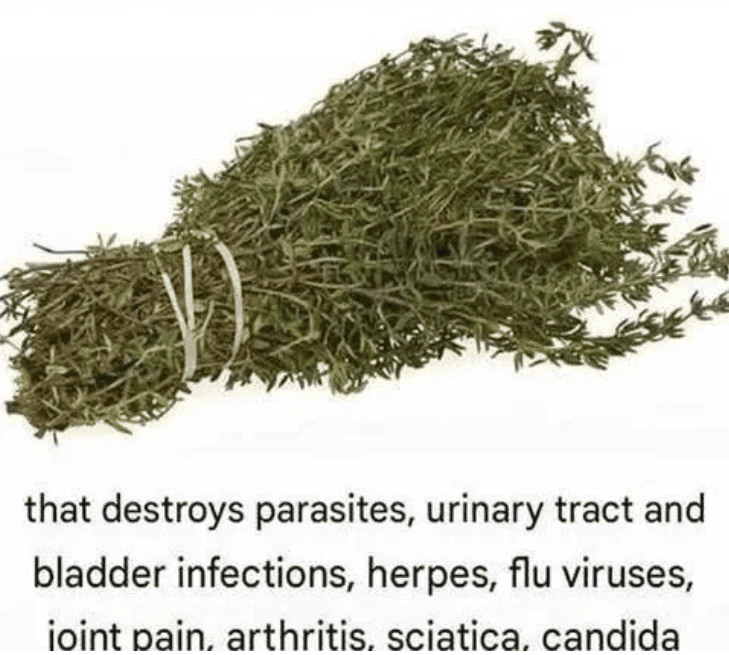 The Herb Often Described as One of the Most Potent in Traditional Wellness: Oregano Oil